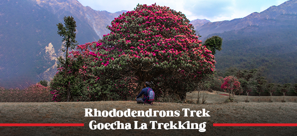 Rhododendrons Trek- Goecha La Trekking